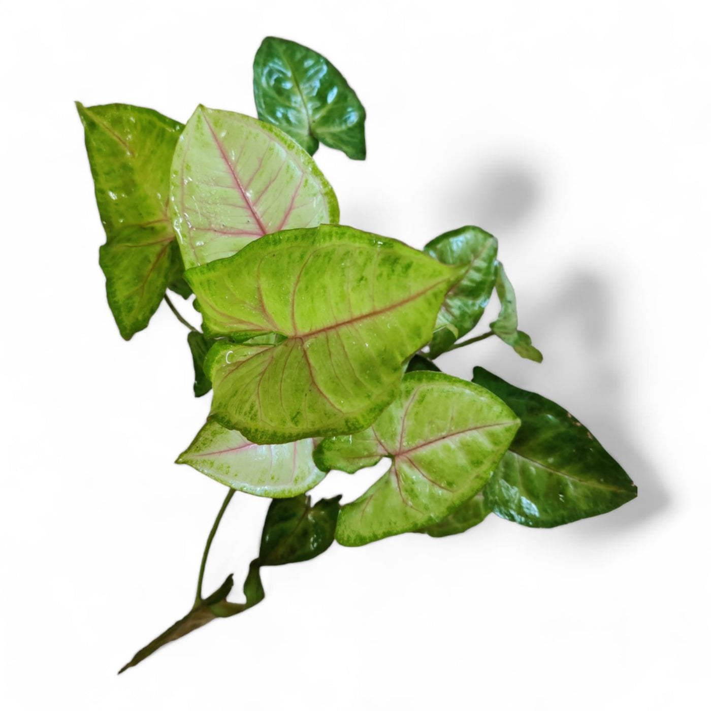 Syngonium Lime - plant store® 