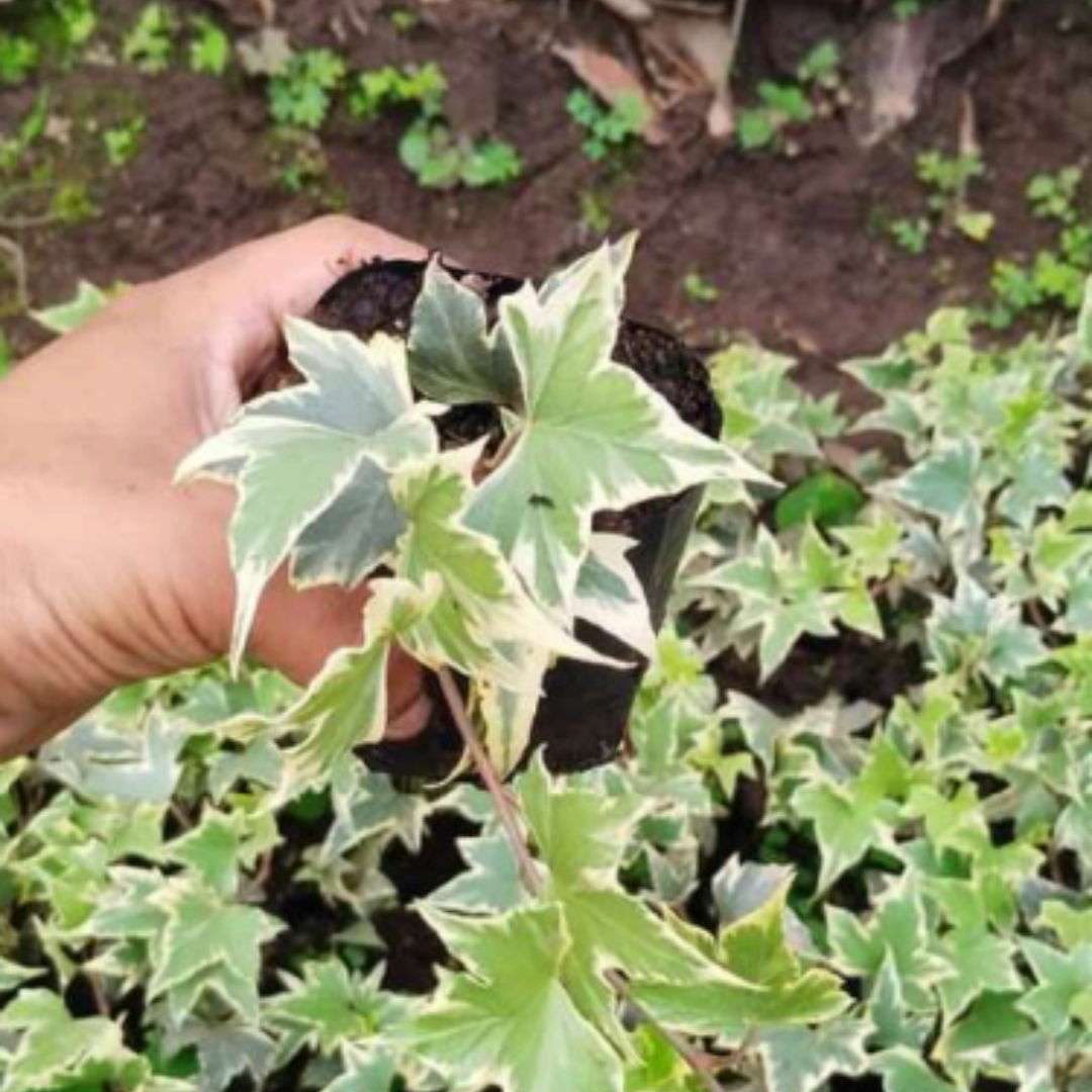 Variegated Hedera Helix or Maple Leaf (Bare Rooted)