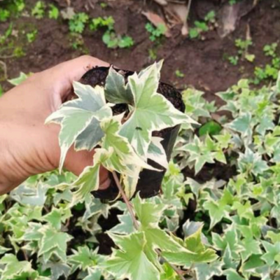 Variegated Hedera Helix or Maple Leaf (Bare Rooted)