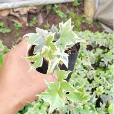 Variegated Hedera Helix or Maple Leaf (Bare Rooted)