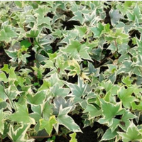 Variegated Hedera Helix or Maple Leaf (Bare Rooted)