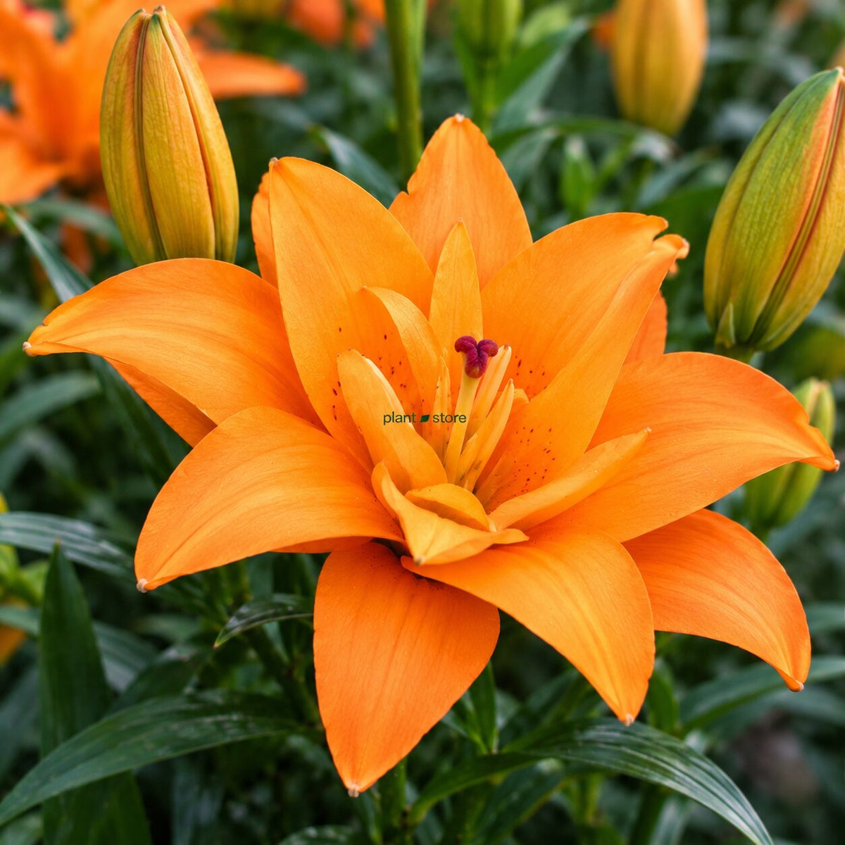 Asiatic Lily Fly Ball Multi Petal Flowering Bulbs