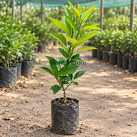 Vietnam Malta Grafted Plant