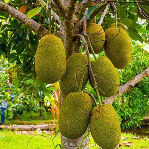 Vietnam Super Early Jackfruit Grafted Tree