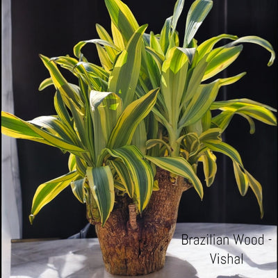 Brazilian Wood Plant – Vishal