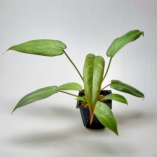 Philodendron Atabapoense