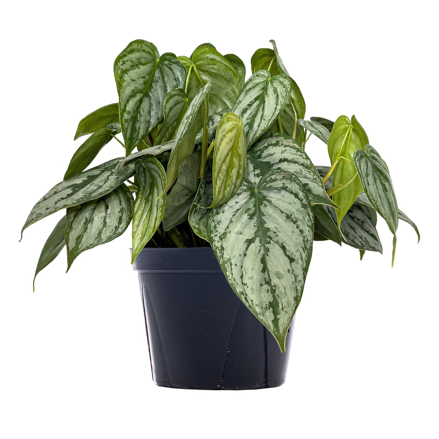 Philodendron Brandianum