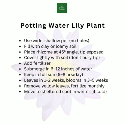 Prolifera Tropical Waterlily (Night Bloomer)