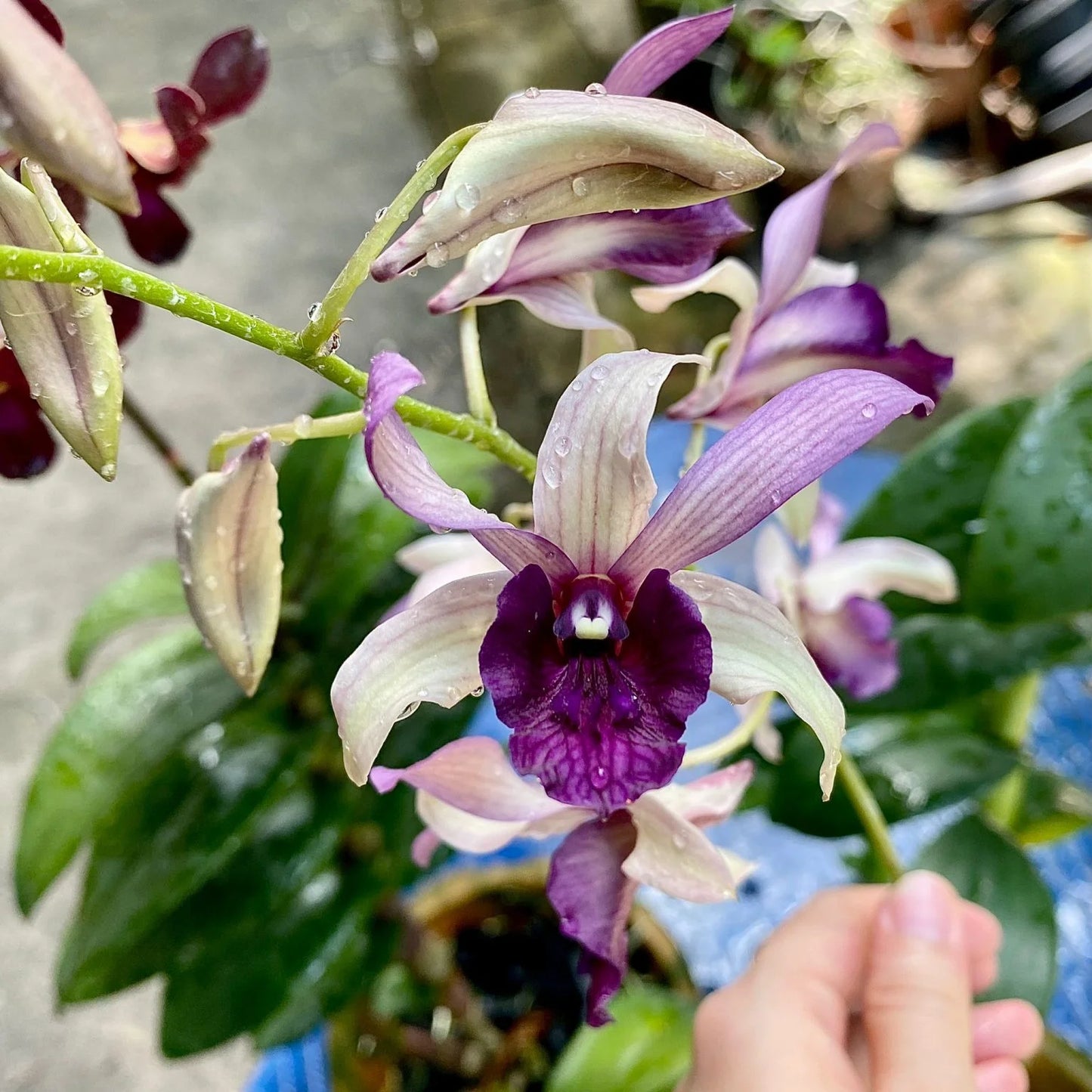 Orchid - Dendrobium Serene Chang Red (Blooming Size)