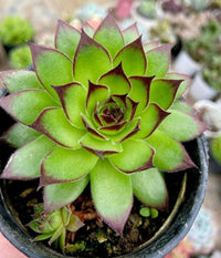 Laxmi Kamal (Bare Rooted)