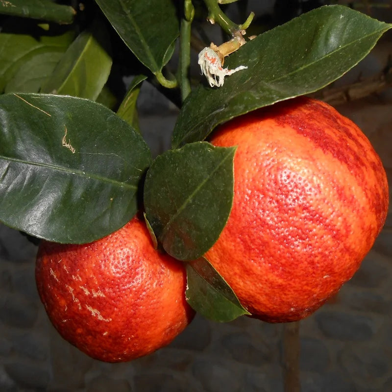 Red Pati Lemon (Nimbu) Grafted Tree