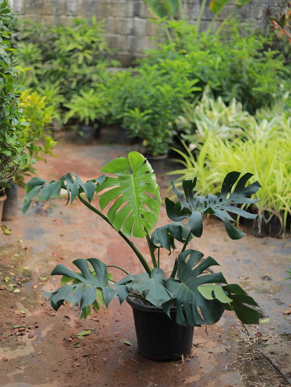 Monstera Deliciosa Plant