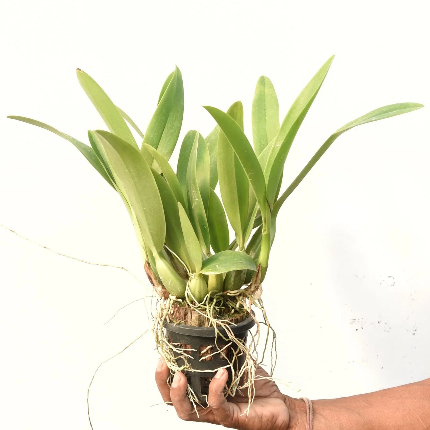 Schomburgkia Milamey Exotic Orchid Blooming Size