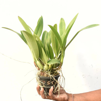 Schomburgkia Milamey Exotic Orchid Blooming Size