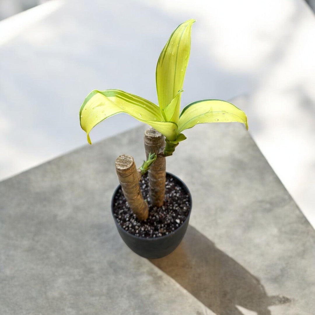 Brazilian Wood Plant - Bloomed - plant store® 