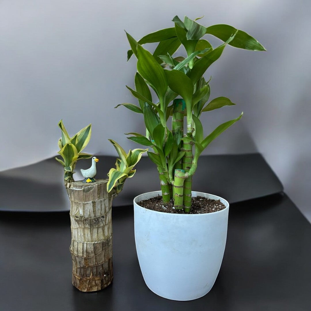 Vastu Elegance: Brazilian Wood- Indian and Lotus Bamboo Imported - plant store® 