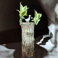 Brazilian Wood Plant - Bloomed - plant store® 