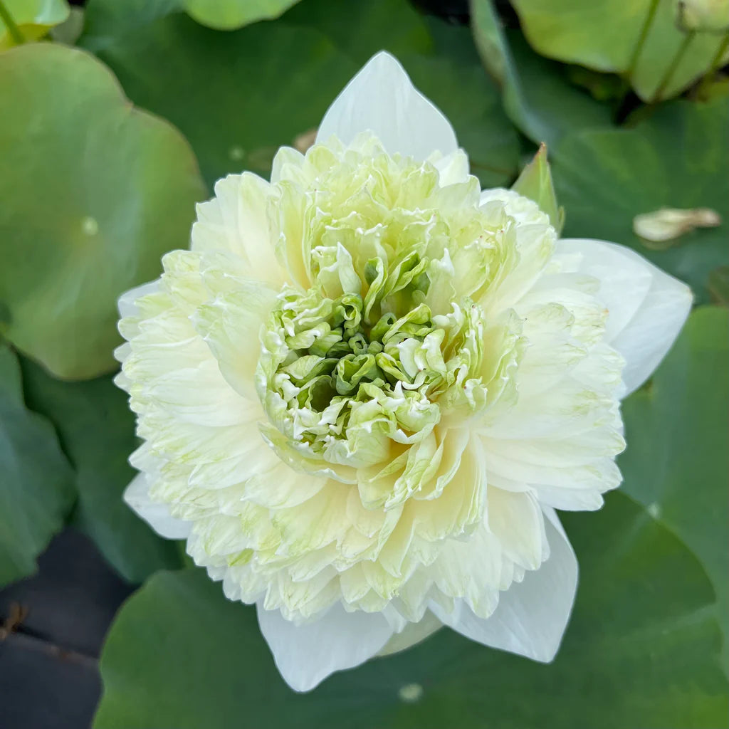 White Peony Lotus Tuber