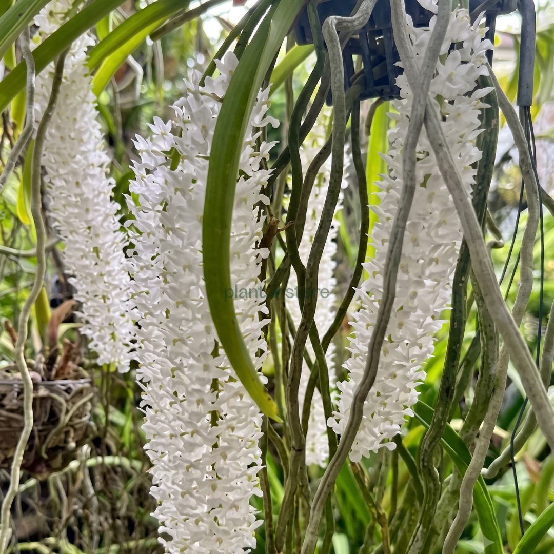 Foxtail Rhyncostyllis Orchid Seedling