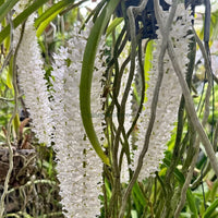 Foxtail Rhyncostyllis Orchid Seedling