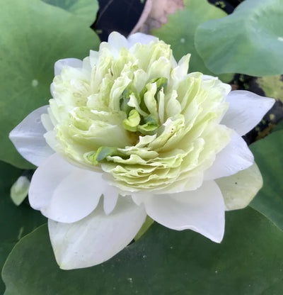 White Peony Lotus Tuber
