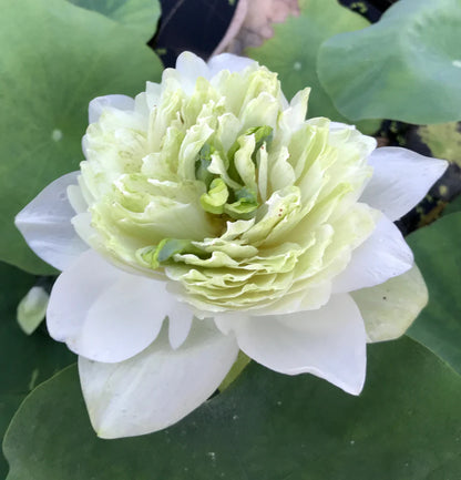 White Peony Lotus Tuber