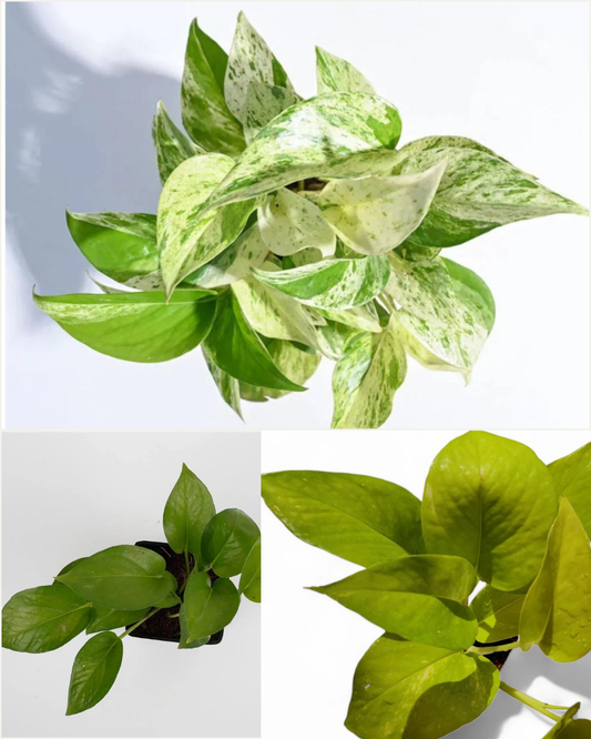 Green Money Plant + Money Plant Marble Queen + Money Plant Golden | Evergreen Money plants( set of 3)