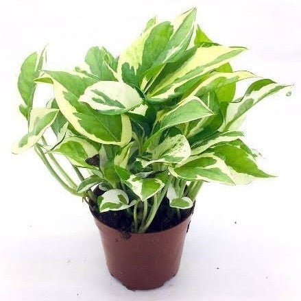 Money Plant N'Joy - Epipremnum Aureum Marble Prince