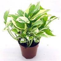 Money Plant N'Joy - Epipremnum Aureum Marble Prince - plant store® 