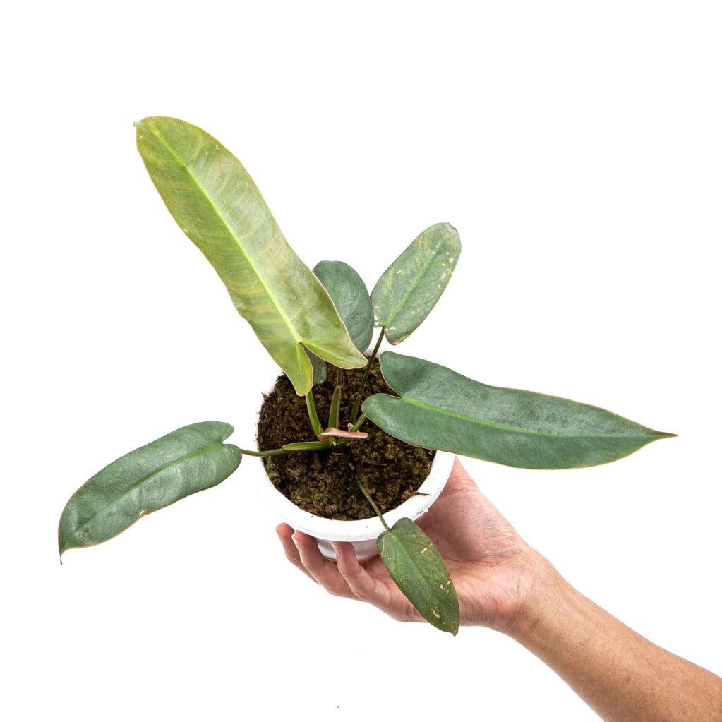 Philodendron Atabapoense - plant store® 
