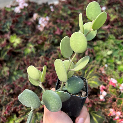Dollar Plant