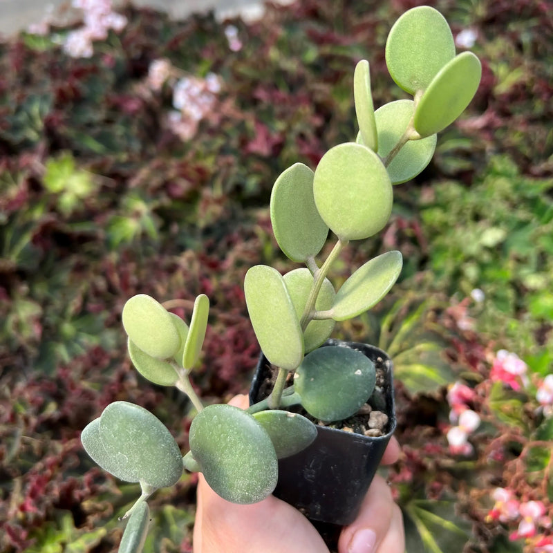 Dollar Plant