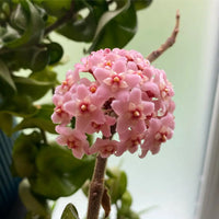 Hoya Globulosa (Pink Flower)