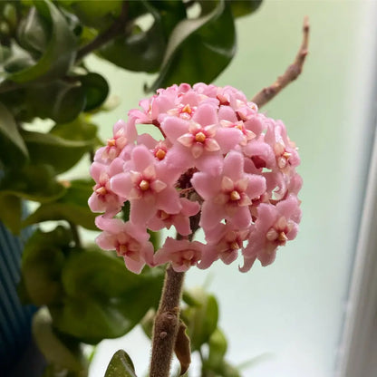 Hoya Globulosa (Pink Flower)