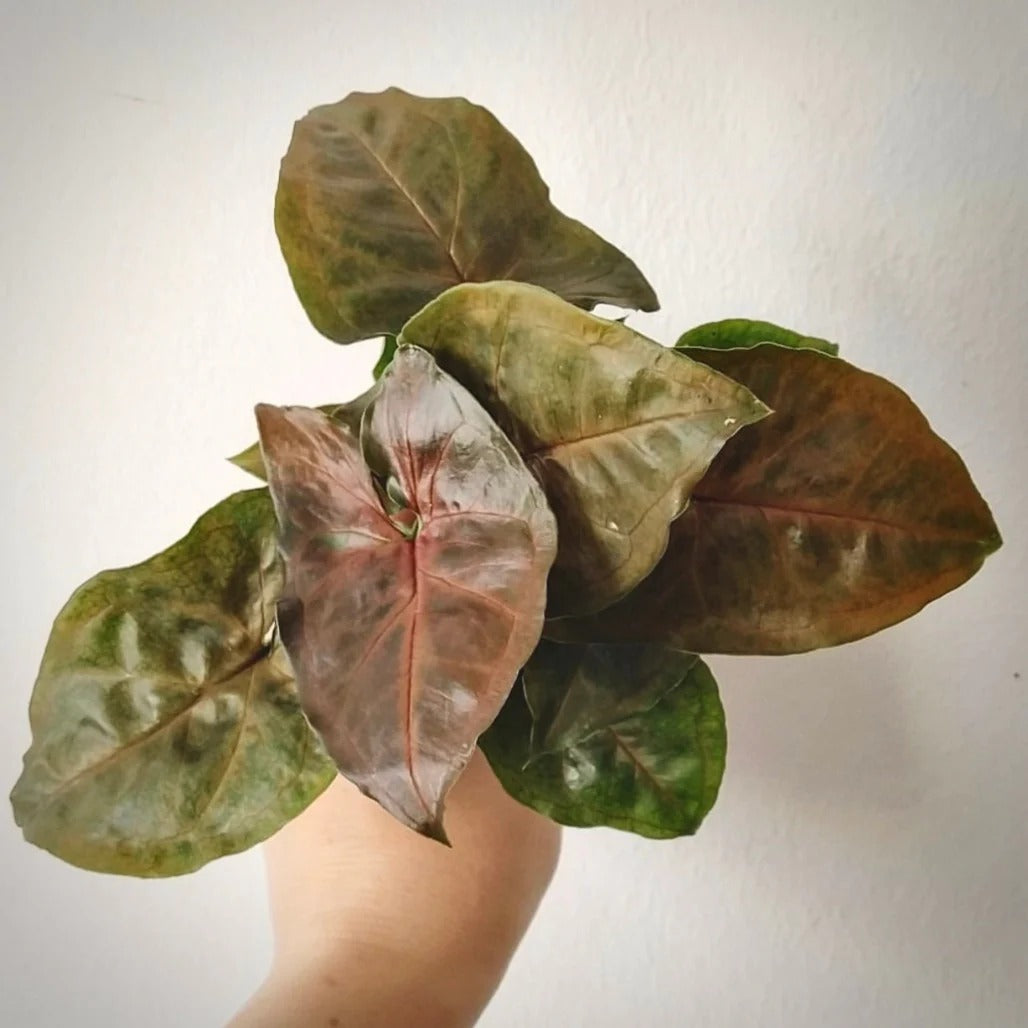 Syngonium Maria Bronze Allusion - plant store® 