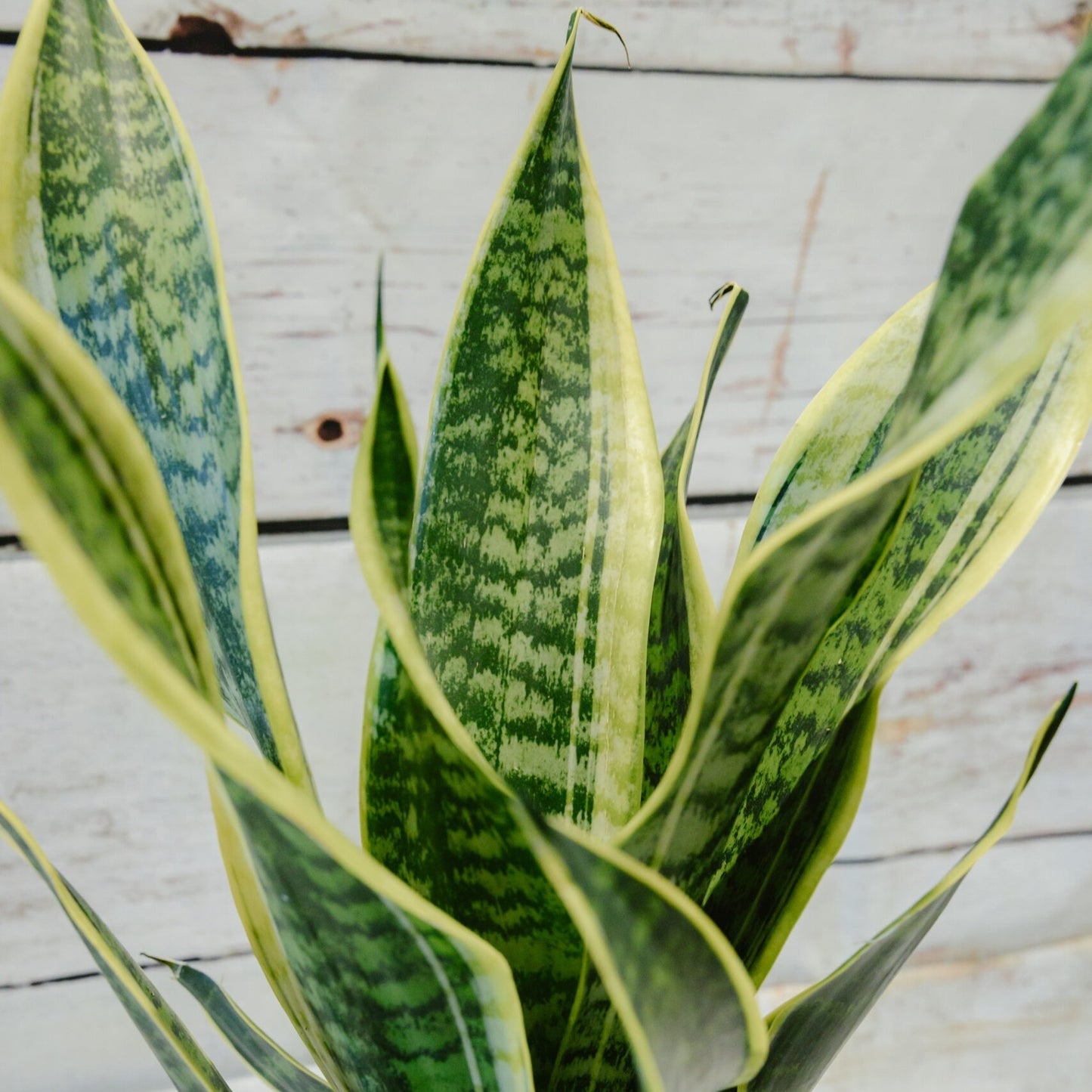 Snake Plant (Sansevieria Laurentii)