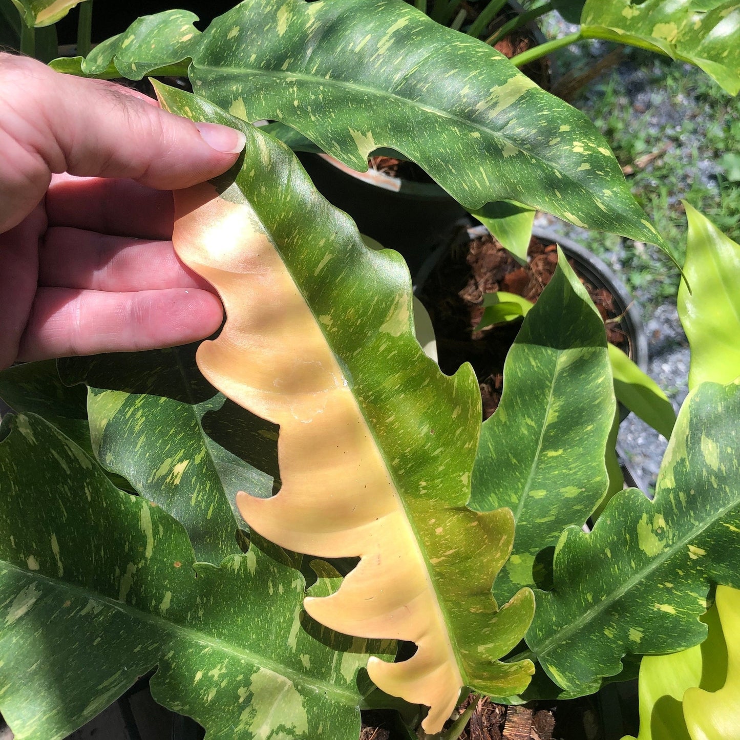 Philodendron Ring Of Fire Variegated