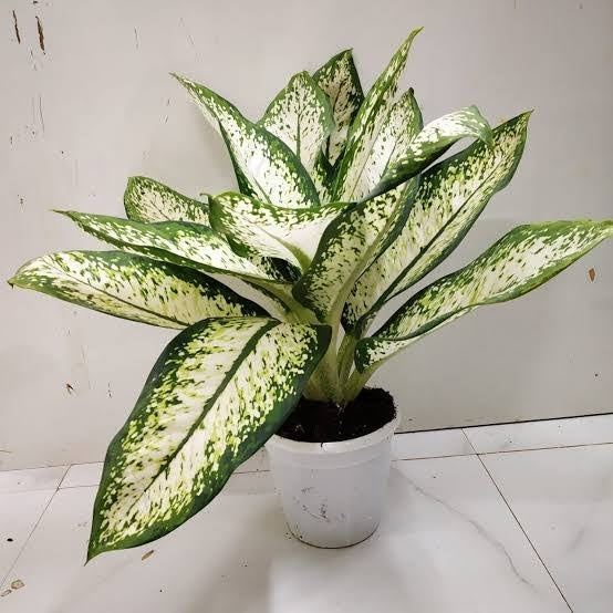 Dumb Cane Dieffenbachia Camille