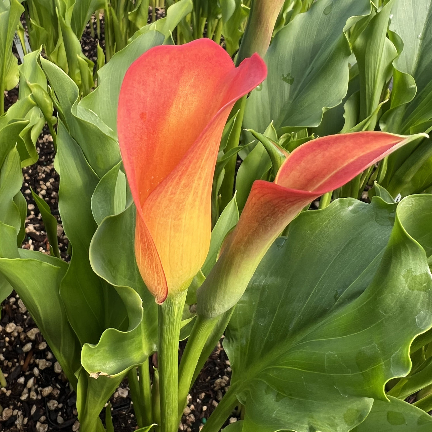 Calla Lily Bulbs - Mix Colours