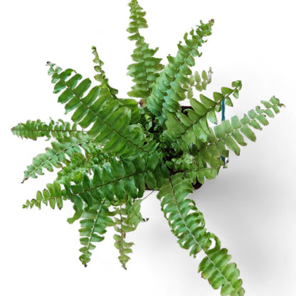 Boston Compacta Fern