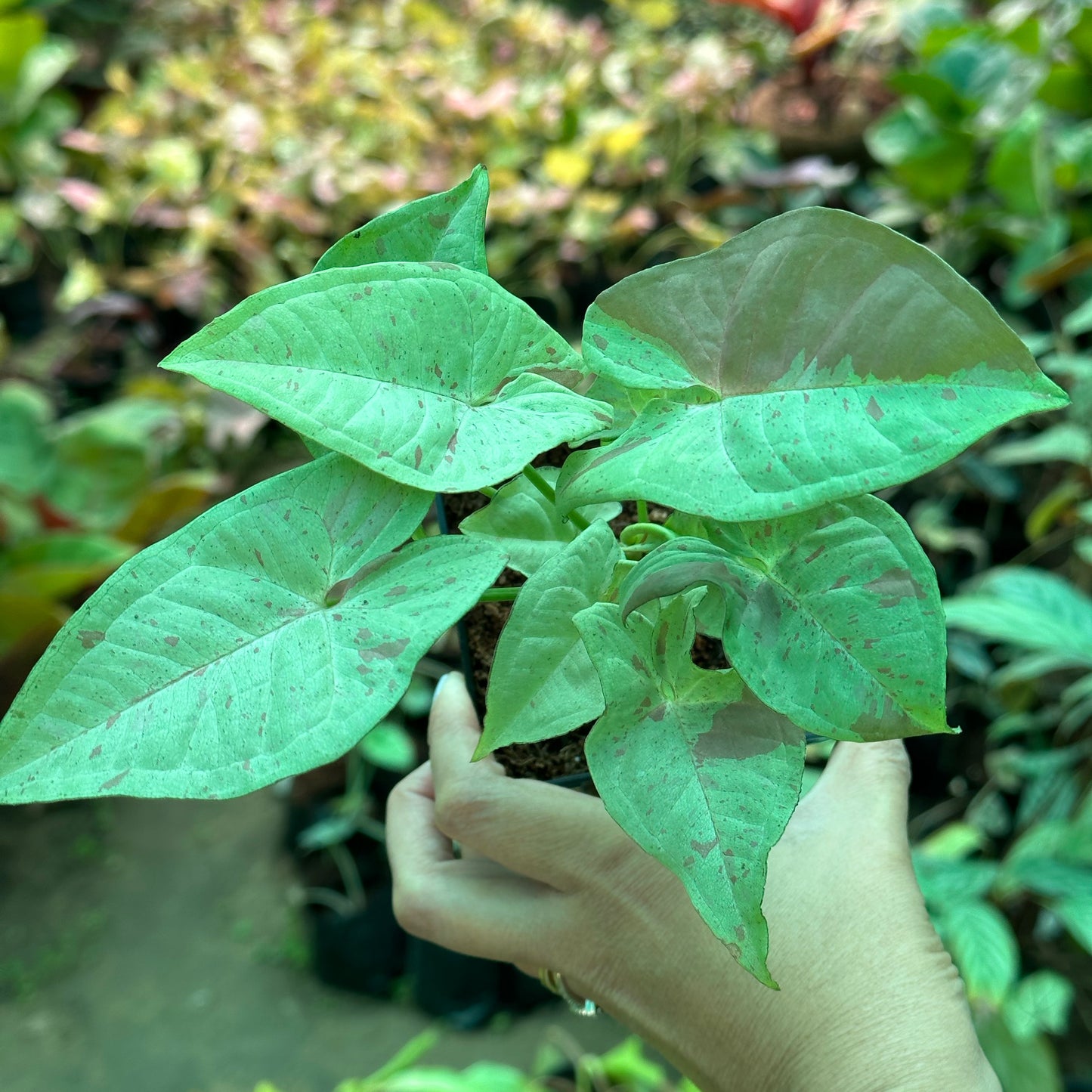 Syngonium Milk Confetti