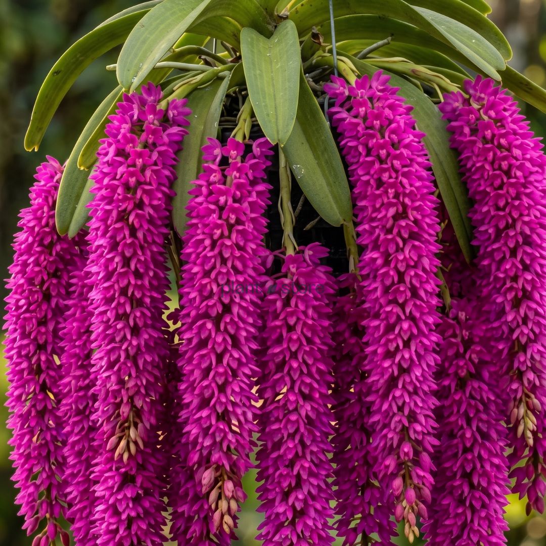 Foxtail Rhyncostyllis Orchid Seedling