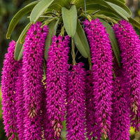 Foxtail Rhyncostyllis Orchid Seedling