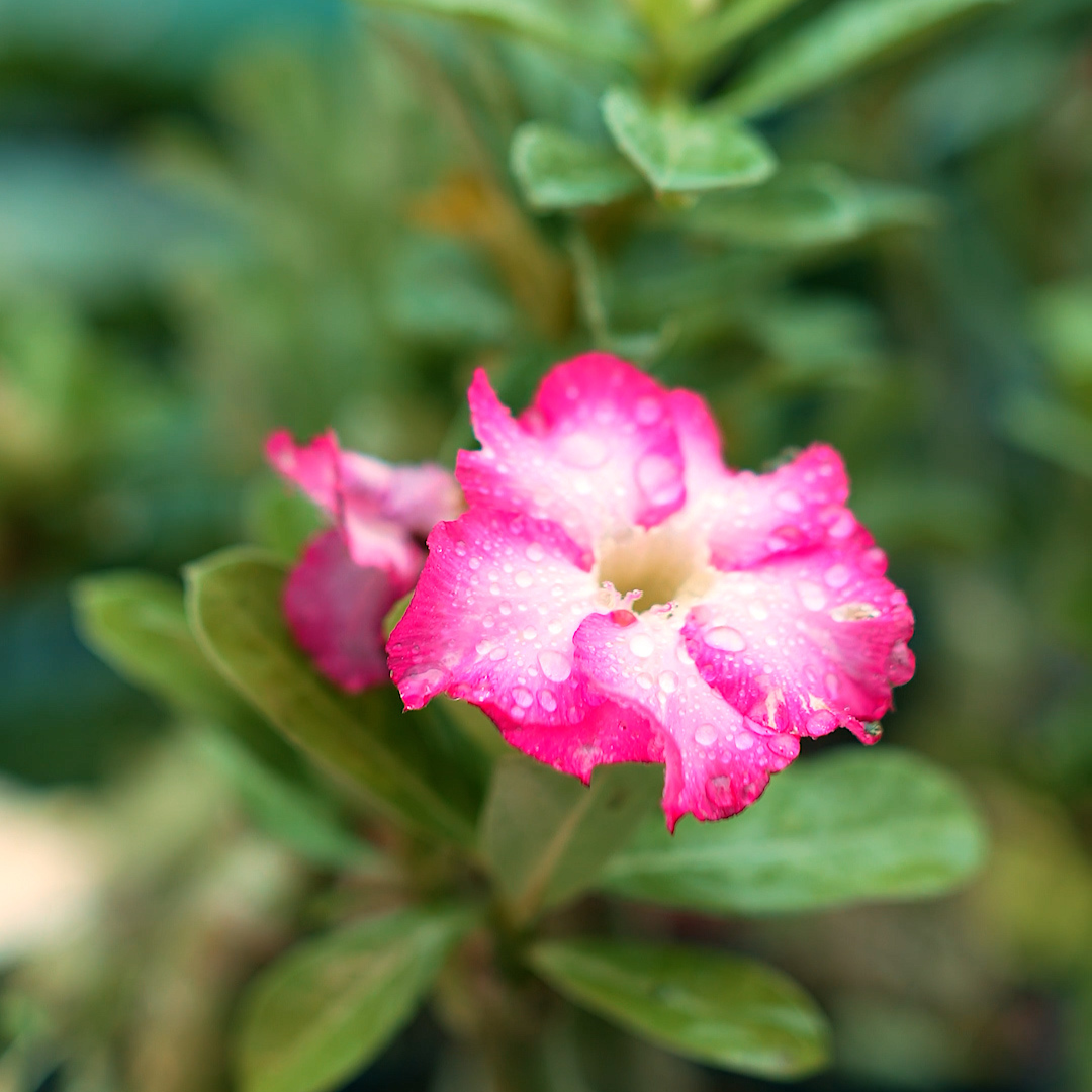 Adenium Grafted Hybrid Or Desert Rose