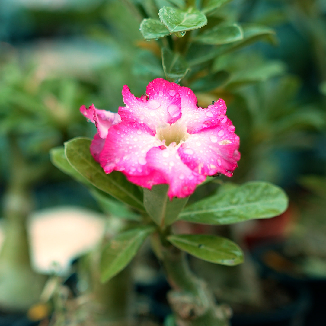 Adenium Grafted Hybrid Or Desert Rose