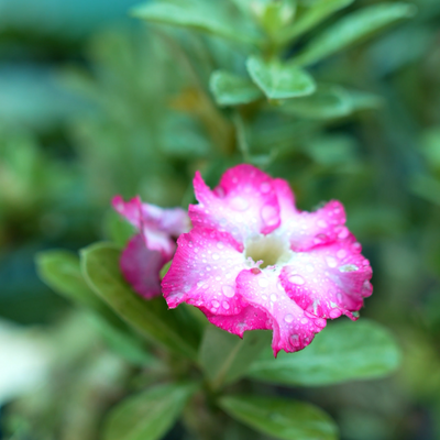 Adenium Grafted Hybrid Or Desert Rose