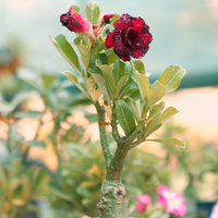 Adenium Grafted Hybrid Or Desert Rose