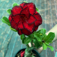 Adenium Grafted Hybrid Or Desert Rose
