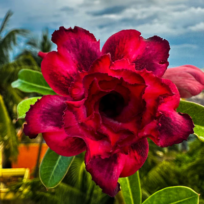 Adenium Rosy - Multi Petal Bare Rooted Plant (Grafted)