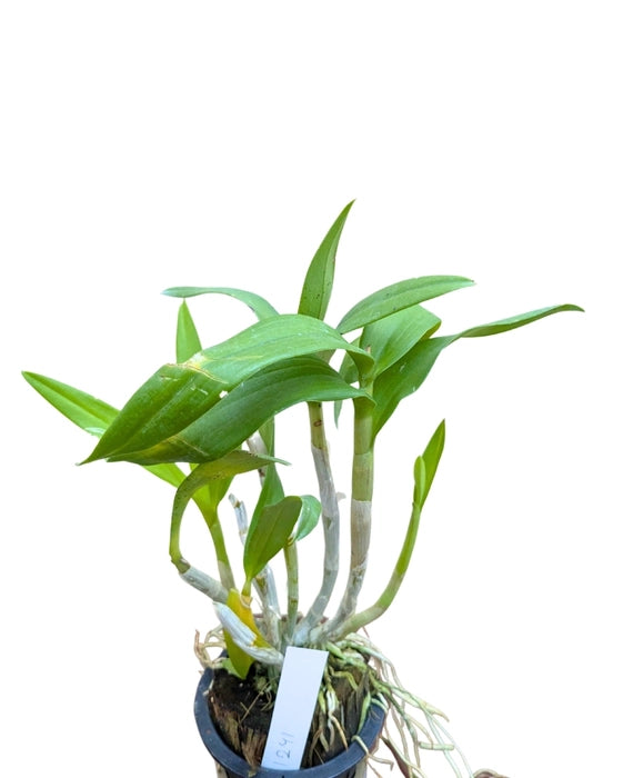 Dendrobium Airy Red dragon (Blooming Size)